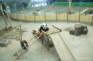 大熊猫在亚布力滑雪度假村的幸福生活