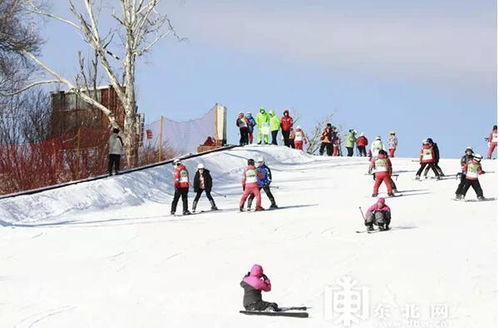 代言狍 真来了 亚布力吉祥物 东北神兽傻狍子 真身意外现身雪场