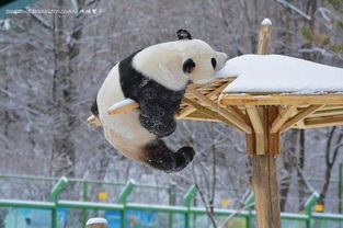 大熊猫在亚布力滑雪度假村的幸福生活